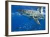 Great White Shark-DLILLC-Framed Photographic Print