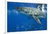 Great White Shark-DLILLC-Framed Photographic Print