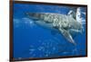 Great White Shark-DLILLC-Framed Photographic Print