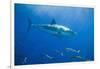 Great White Shark-DLILLC-Framed Photographic Print