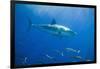 Great White Shark-DLILLC-Framed Photographic Print