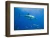 Great White Shark-DLILLC-Framed Photographic Print