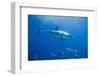 Great White Shark-DLILLC-Framed Photographic Print