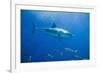 Great White Shark-DLILLC-Framed Photographic Print