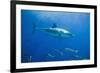 Great White Shark-DLILLC-Framed Photographic Print