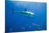 Great White Shark-DLILLC-Mounted Photographic Print