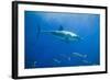 Great White Shark-DLILLC-Framed Photographic Print