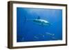 Great White Shark-DLILLC-Framed Photographic Print