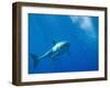 Great White Shark-DLILLC-Framed Photographic Print