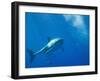 Great White Shark-DLILLC-Framed Photographic Print