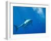 Great White Shark-DLILLC-Framed Photographic Print