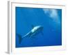 Great White Shark-DLILLC-Framed Photographic Print