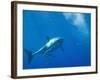 Great White Shark-DLILLC-Framed Photographic Print