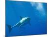 Great White Shark-DLILLC-Mounted Photographic Print