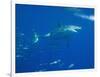 Great White Shark-DLILLC-Framed Photographic Print