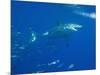 Great White Shark-DLILLC-Mounted Photographic Print