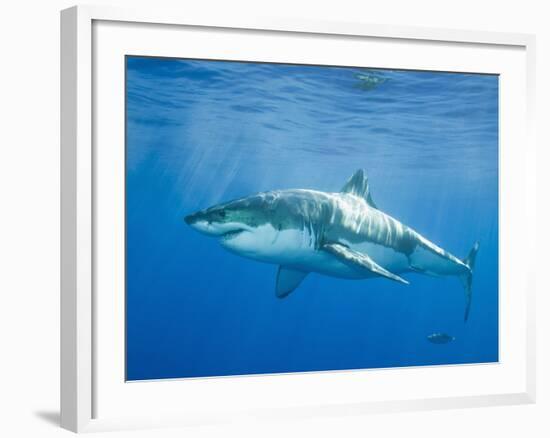 Great White Shark-DLILLC-Framed Photographic Print