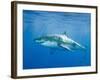 Great White Shark-DLILLC-Framed Photographic Print