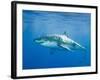 Great White Shark-DLILLC-Framed Photographic Print