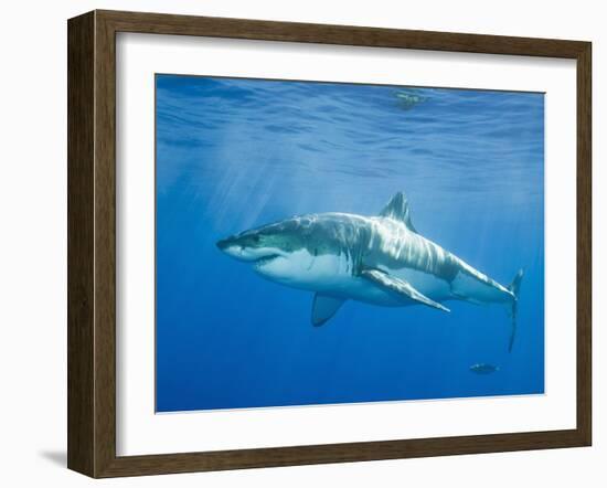 Great White Shark-DLILLC-Framed Photographic Print