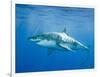 Great White Shark-DLILLC-Framed Photographic Print