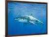 Great White Shark-DLILLC-Framed Photographic Print