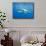 Great White Shark-DLILLC-Mounted Photographic Print displayed on a wall