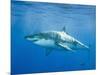 Great White Shark-DLILLC-Mounted Photographic Print