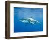 Great White Shark-DLILLC-Framed Photographic Print