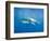 Great White Shark-DLILLC-Framed Photographic Print