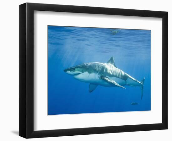 Great White Shark-DLILLC-Framed Photographic Print