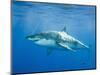 Great White Shark-DLILLC-Mounted Photographic Print