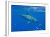 Great White Shark-DLILLC-Framed Photographic Print