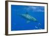 Great White Shark-DLILLC-Framed Photographic Print