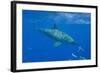 Great White Shark-DLILLC-Framed Photographic Print