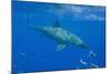 Great White Shark-DLILLC-Mounted Photographic Print