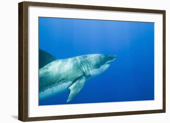 Great White Shark-DLILLC-Framed Photographic Print