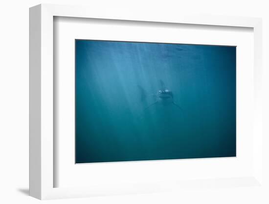 Great White Shark-DLILLC-Framed Photographic Print