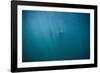 Great White Shark-DLILLC-Framed Photographic Print