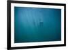 Great White Shark-DLILLC-Framed Photographic Print