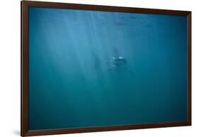 Great White Shark-DLILLC-Framed Photographic Print