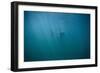 Great White Shark-DLILLC-Framed Photographic Print