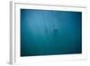 Great White Shark-DLILLC-Framed Photographic Print