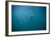 Great White Shark-DLILLC-Framed Photographic Print