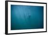 Great White Shark-DLILLC-Framed Photographic Print