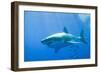 Great White Shark-DLILLC-Framed Photographic Print