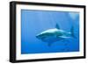 Great White Shark-DLILLC-Framed Photographic Print