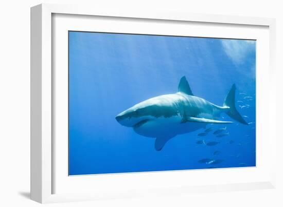 Great White Shark-DLILLC-Framed Photographic Print
