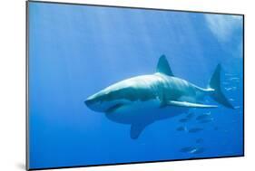 Great White Shark-DLILLC-Mounted Photographic Print