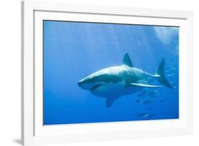 Great White Shark-DLILLC-Framed Photographic Print